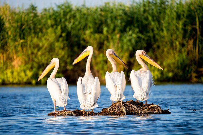 Day Trip from Bucharest to Danube Delta - Why a 6:30 am start makes sense for the Danube Delta