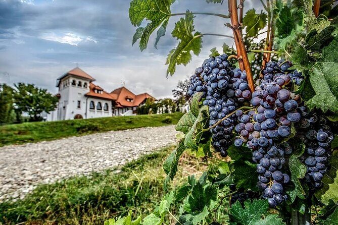 Private Wine Tasting in Cellar and the Winemaking process - Who This Tour Fits Best (and Who Might Want a Different Plan)